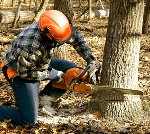 Tree Removal in Canton, ME